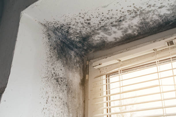 Affordable Attic Mold Remediation solutions in Courtland, VA