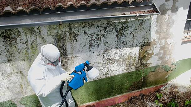 Top rated local Attic Mold Remediation specialists in Courtland, VA